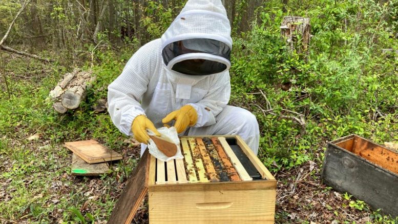 An individual tending to a bee hive